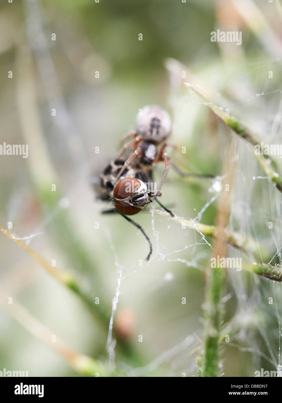 Fly catturati nella tela di ragno Foto Stock