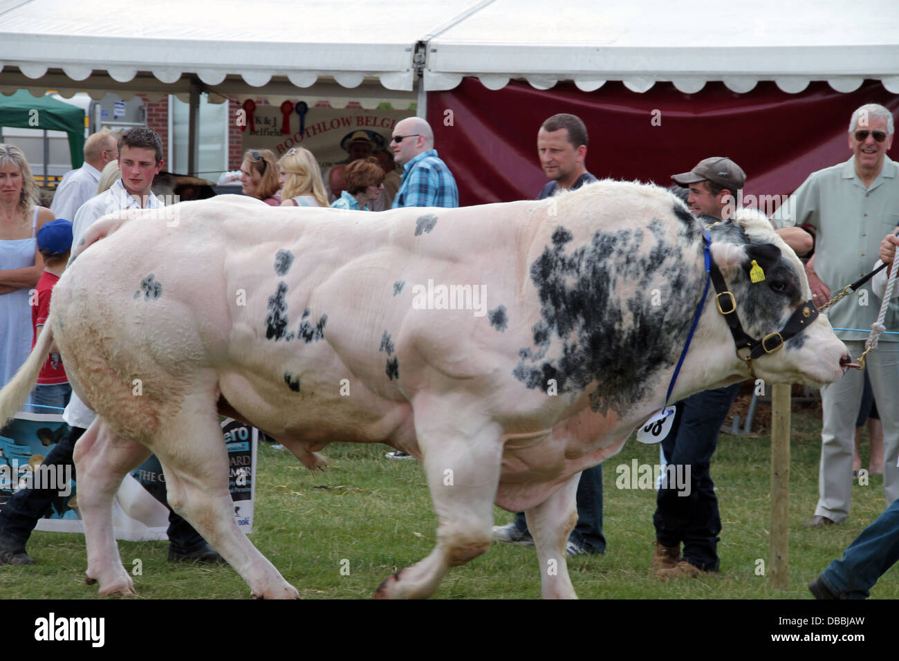 Nitticora (Nycticorax nycticorax) Foto Stock