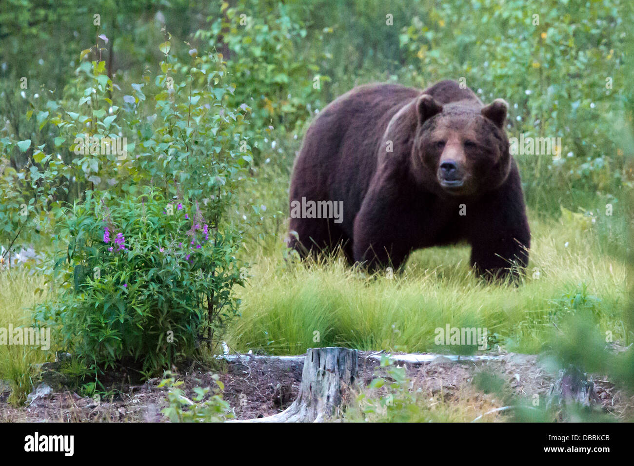 Wild Eurasian l'orso bruno (Ursus arctos arctos), Lentiira, Finlandia. Foto Stock