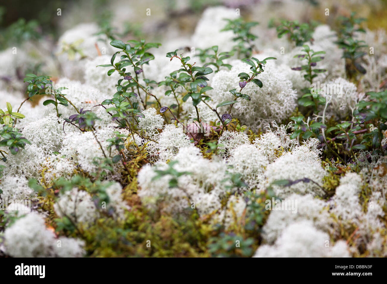 Cladonia rangiferina, noto anche come la renna, licheni delle renne, cervi moss e Caribou Coffee Company moss, Lentiira, Kuhmo, in Finlandia. Foto Stock