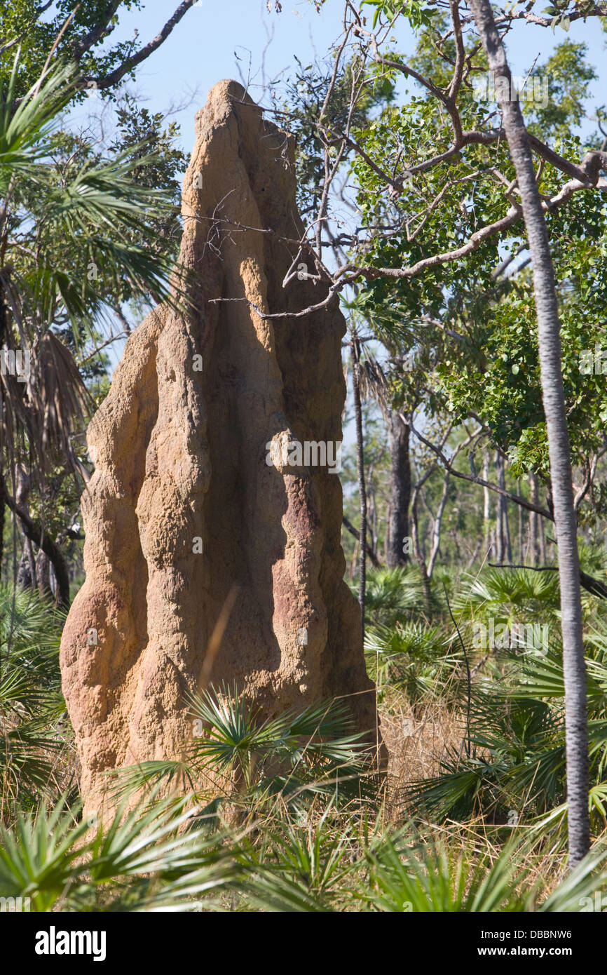 Giant magentic termite mound nel parco nazionale di Litchfield,l'australia Foto Stock