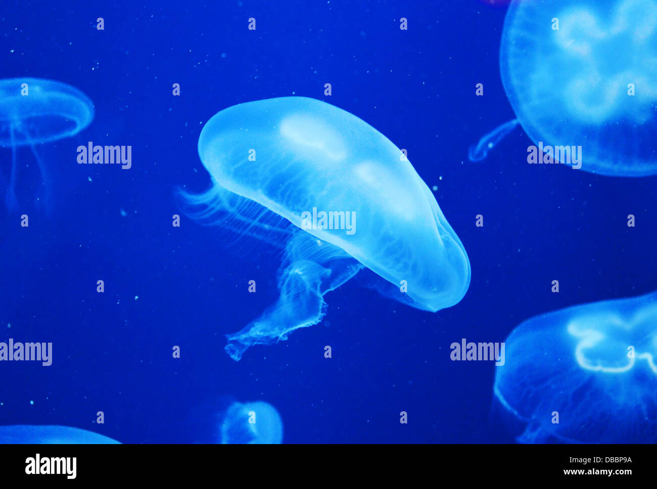 Pesci e pesci, meduse closeup, corallo, isolato, acquatico tropicale, sfondo blu, sottomarini, Spagna, gelatina, illuminato, div Foto Stock