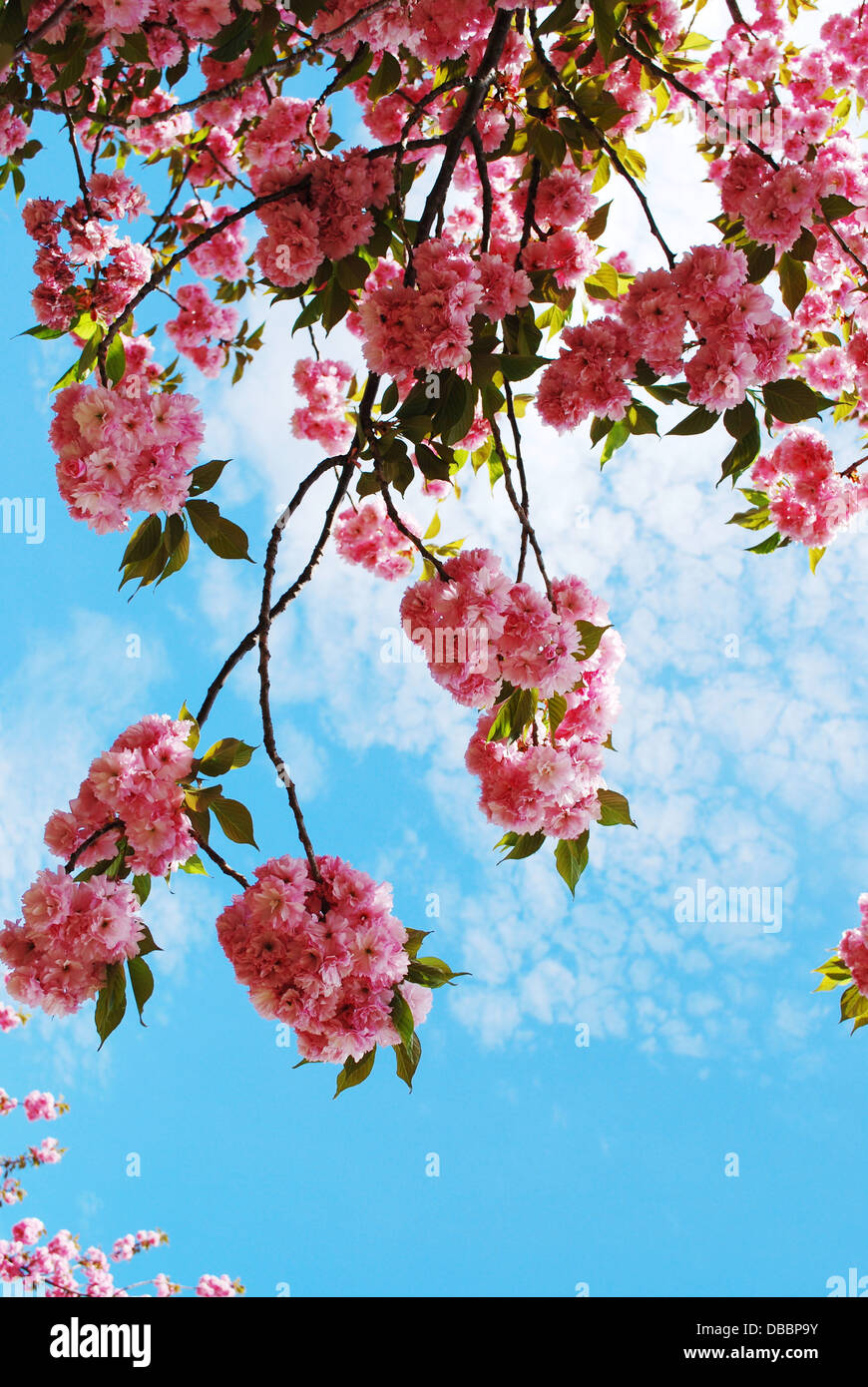 Sfondo, blumi, blossom, blossom branch, blossom cherry blossom, albero, bianco con fiori, fioritura tree, blu, blu cielo, blu Foto Stock