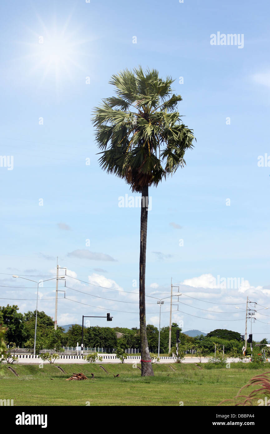 Sugar Palm nel mezzo del campo e il sole radiale. Foto Stock