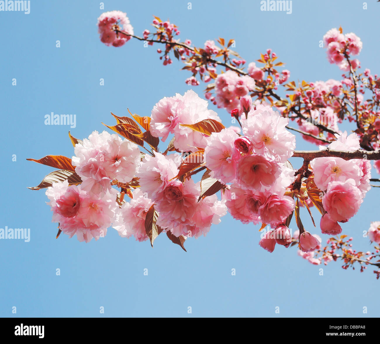 Sfondo, blumi, blossom, blossom branch, blossom cherry blossom, albero, bianco con fiori, fioritura tree, blu, blu cielo, blu Foto Stock