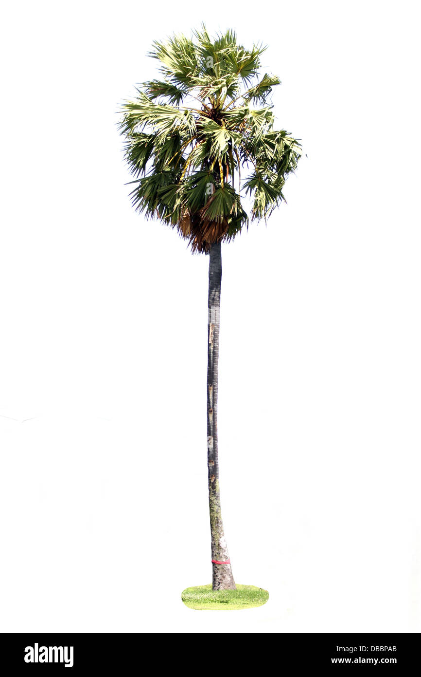 Il Sugar Palm su uno sfondo bianco. Foto Stock