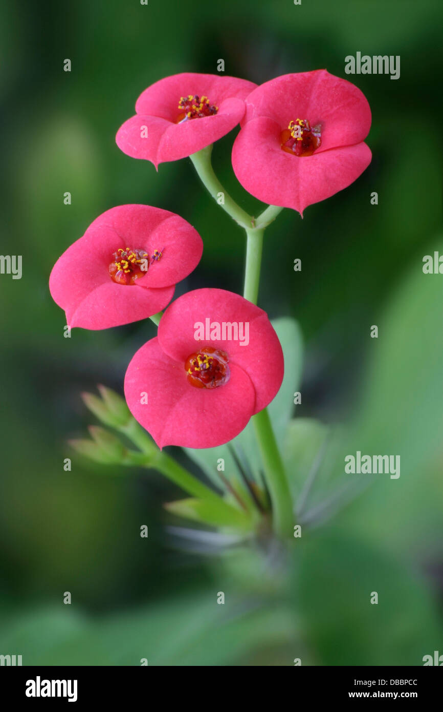 Quattro fiori di colore rosa con uno sfondo verde, la corona di spine di  Euphorbia milii Foto stock - Alamy