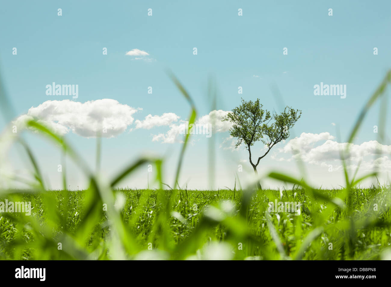 Albero solitario in un prato erboso visto attraverso l'erba Foto Stock