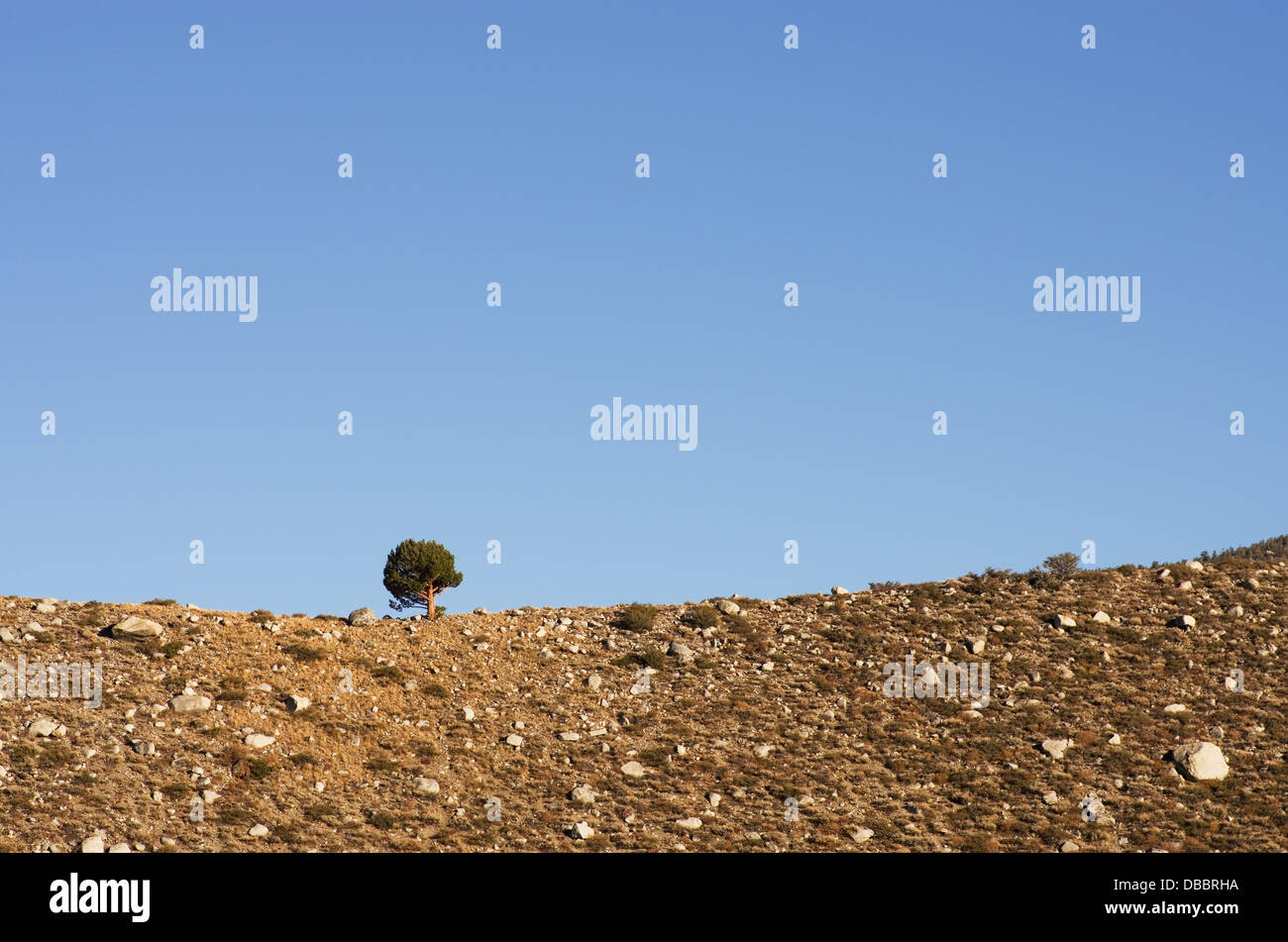 Una struttura ad albero solitario su un costone roccioso con linea blu cielo sopra Foto Stock