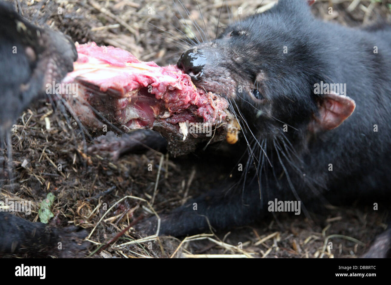 Diavoli della Tasmania la condivisione dei loro prodotti alimentari Foto Stock