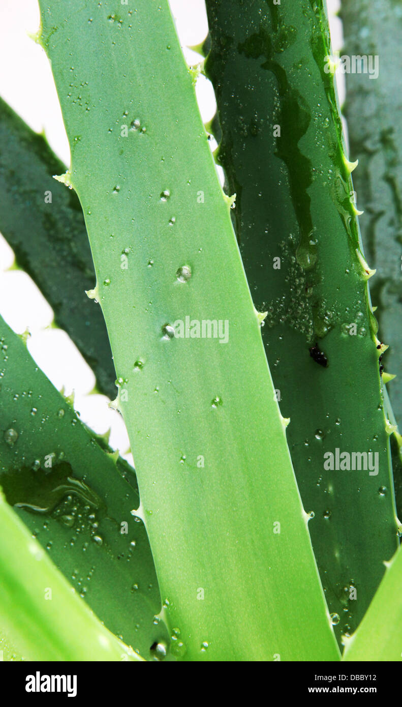 Aloe vera Foto Stock