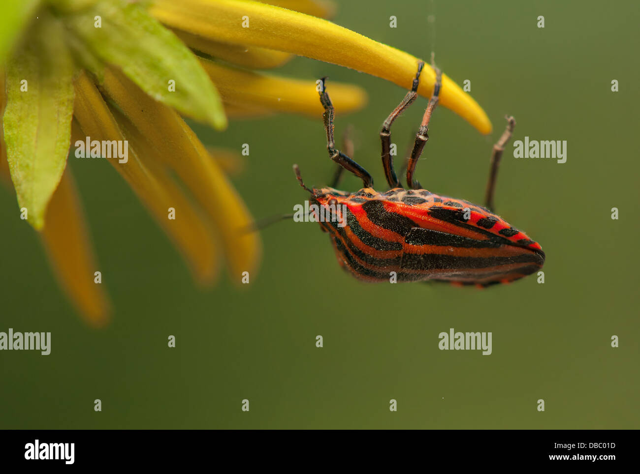 Graphosoma lineatum Foto Stock