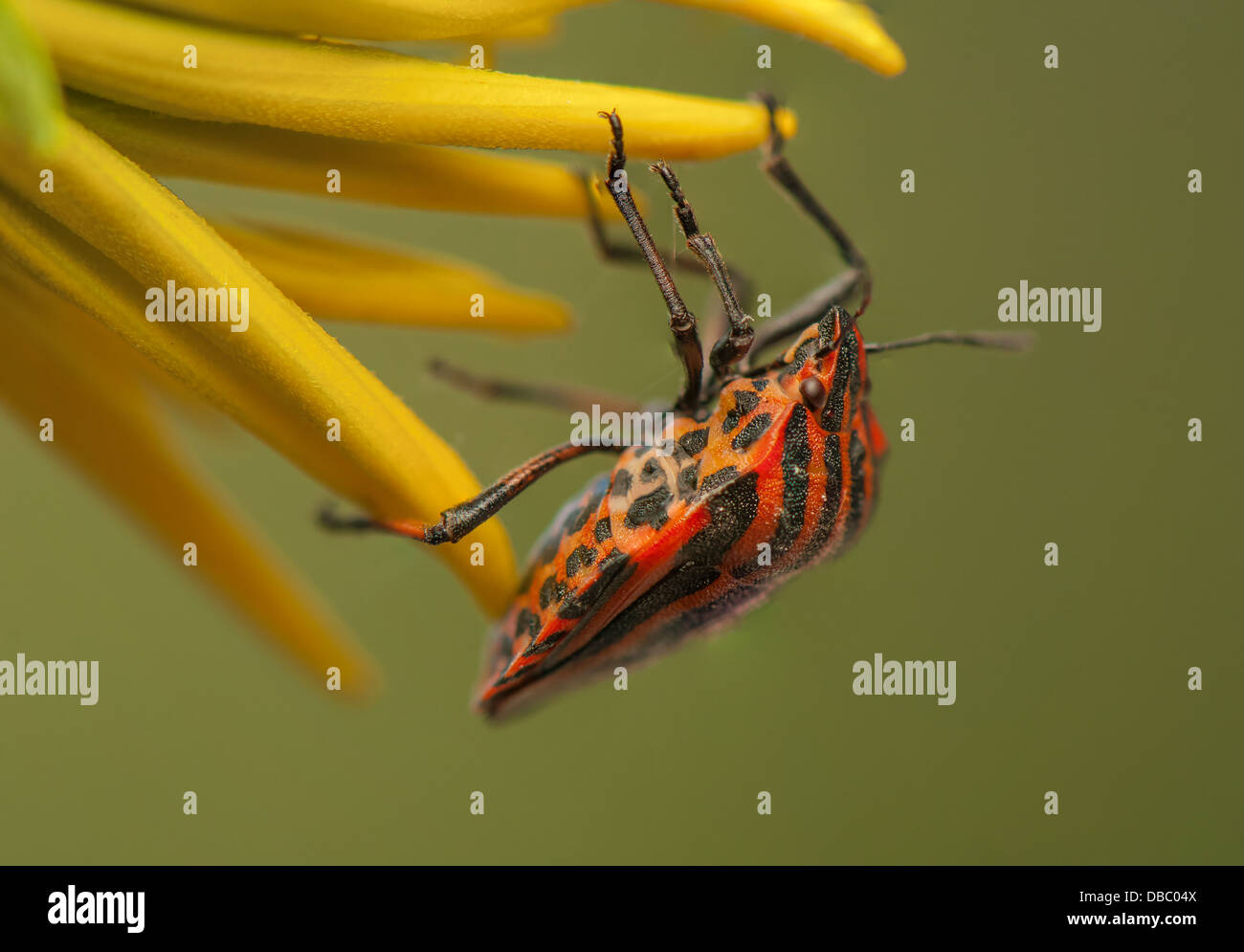 Graphosoma lineatum Foto Stock