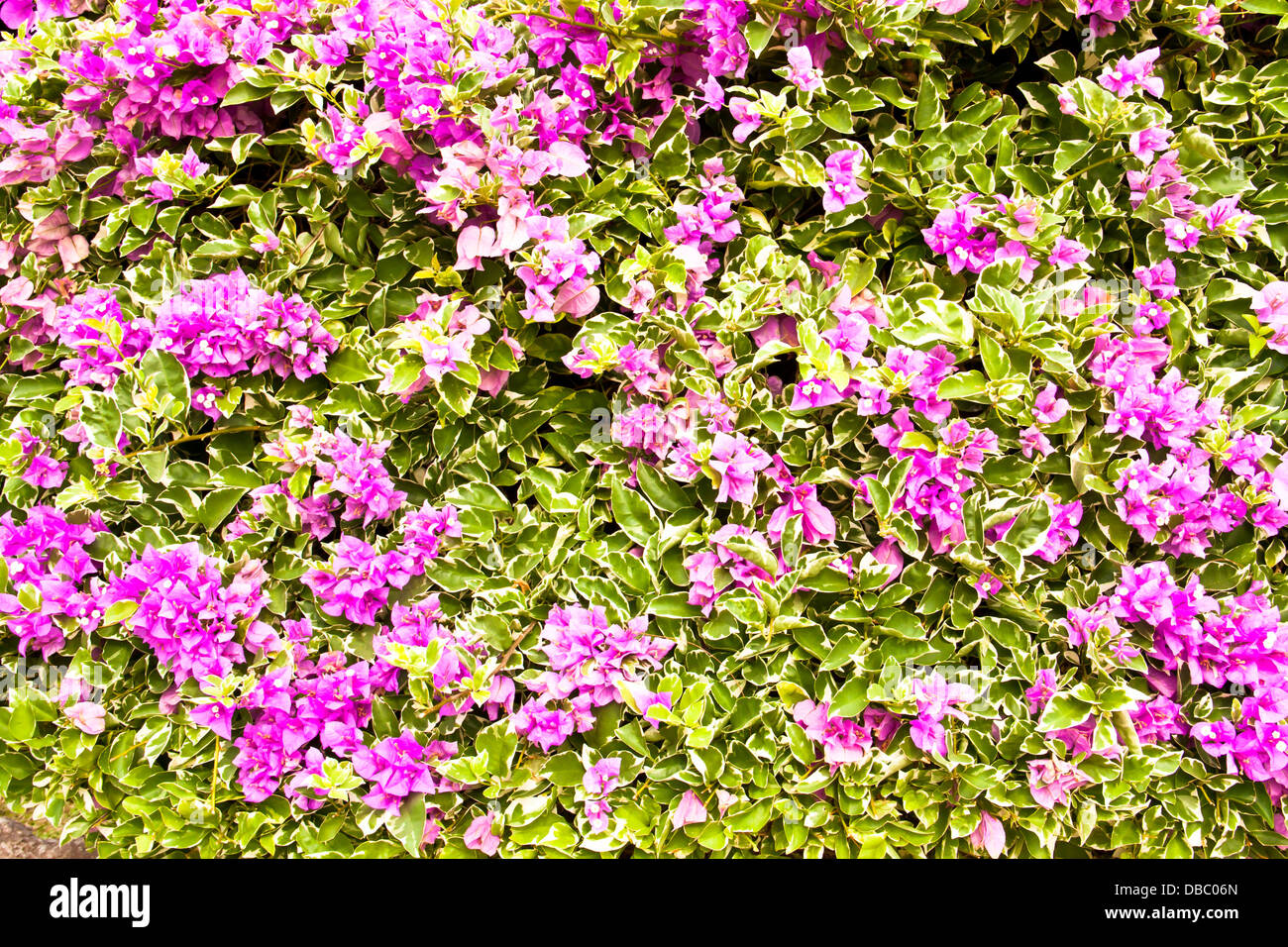 Ci sono un sacco di fiori viola. La crescita di alberi. Foto Stock