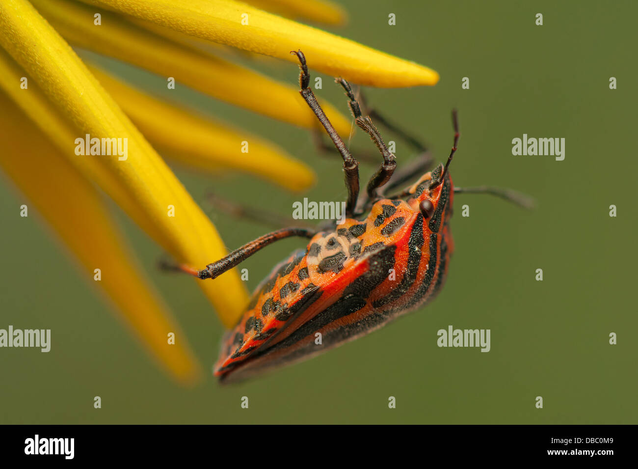 Graphosoma lineatum Foto Stock