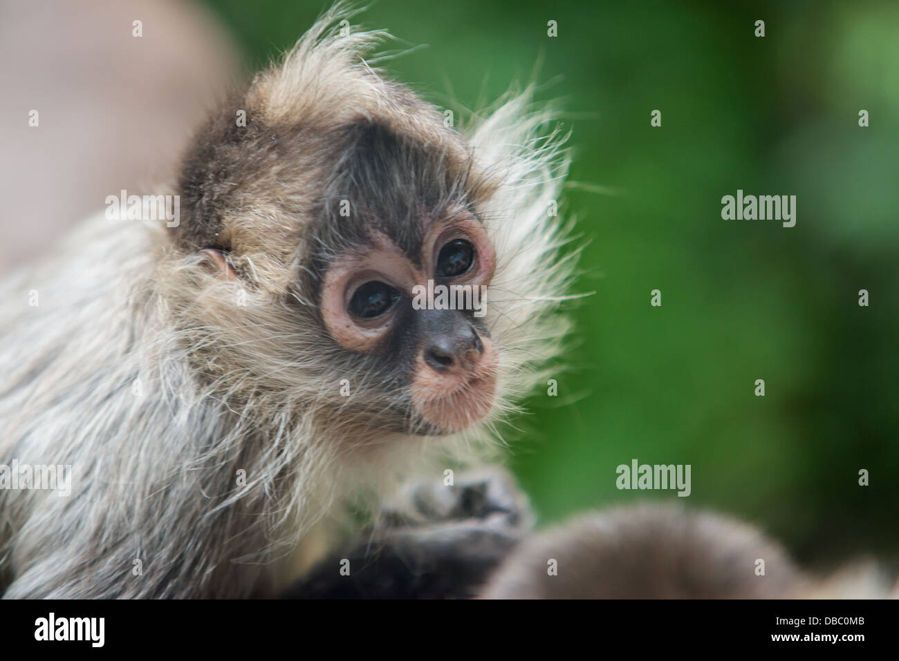 Baby spider monkey Foto Stock