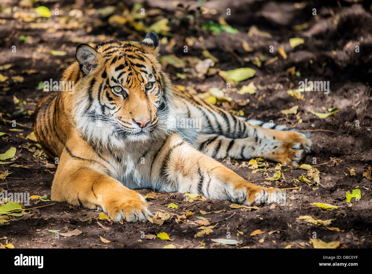 Una tigre che giace sotto un albero fissando in lontananza. Foto Stock