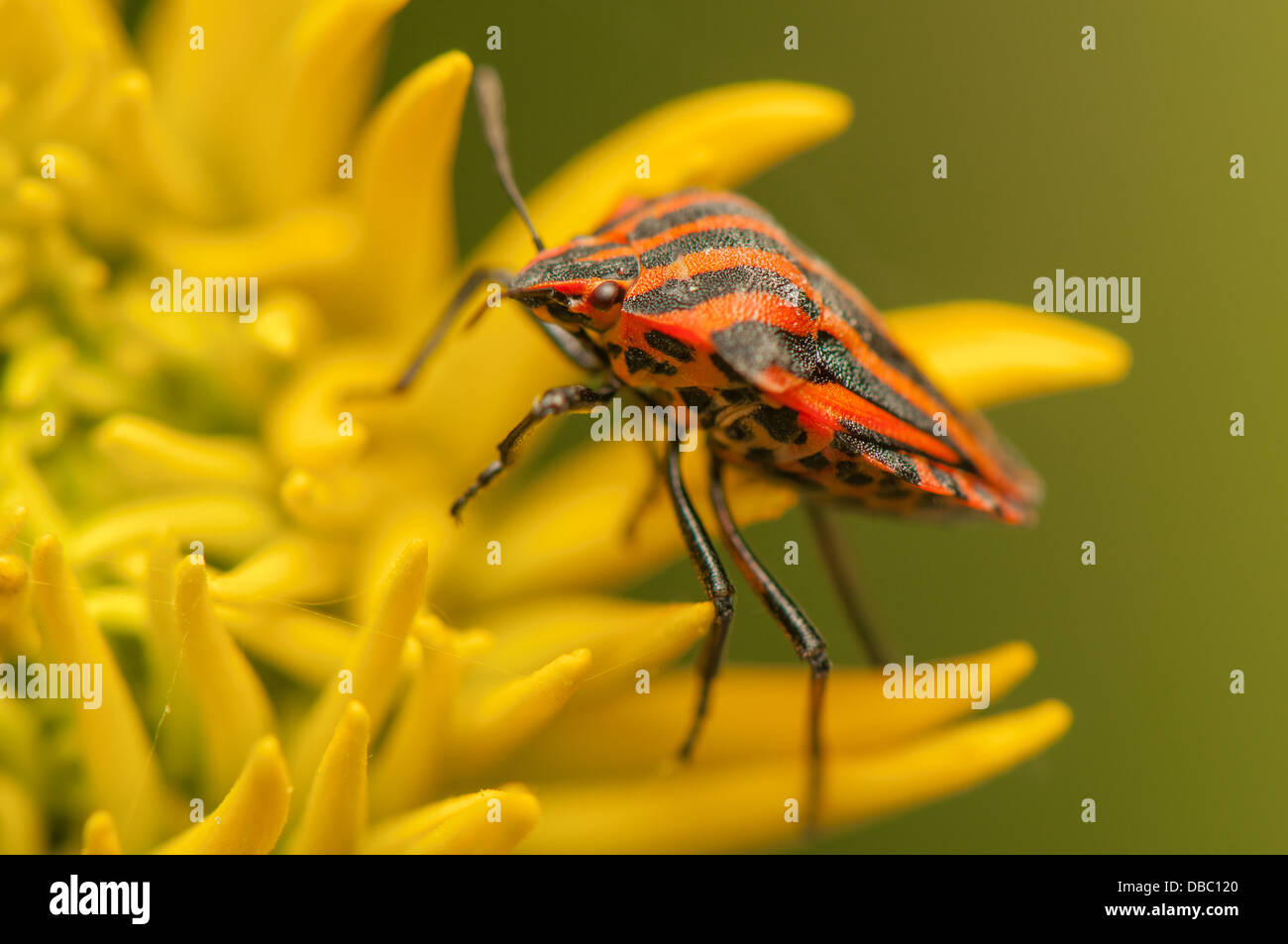 Graphosoma lineatum Foto Stock