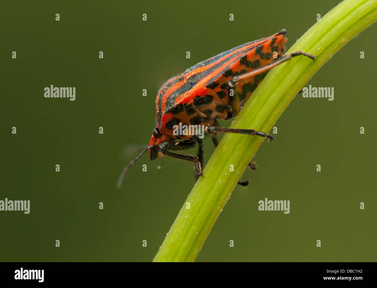 Graphosoma lineatum Foto Stock