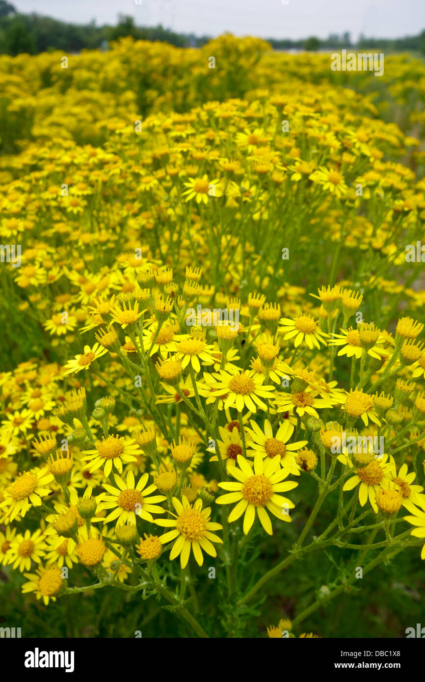 Giallo Tansy erbaccia tanacetum vulgare Foto Stock