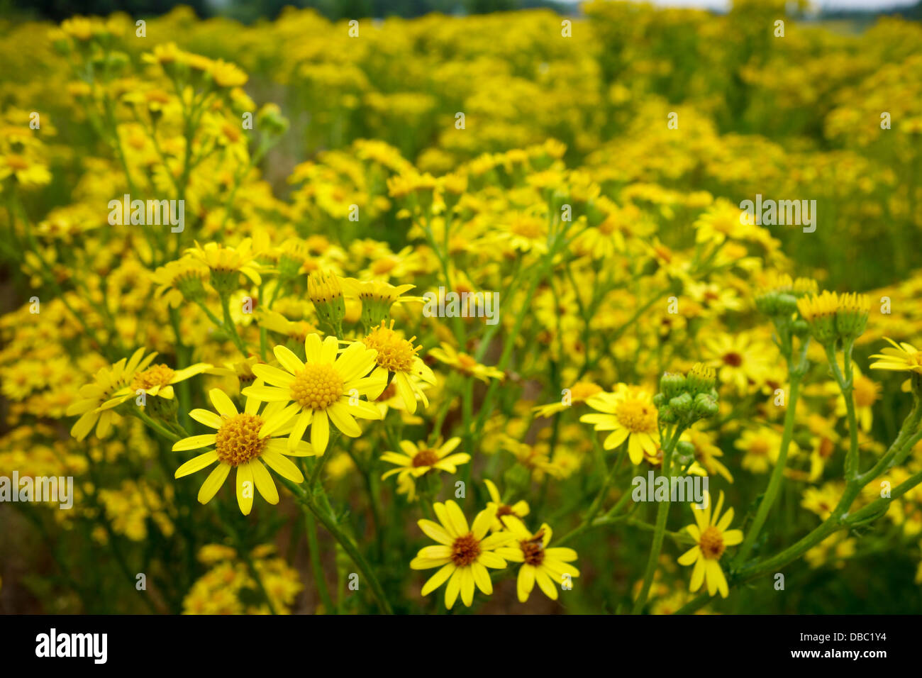 Giallo Tansy erbaccia tanacetum vulgare Foto Stock