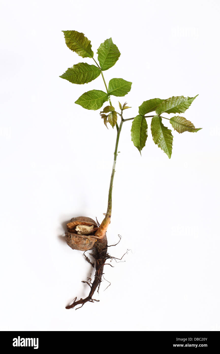 Le radici del giovane inglese noce (Juglans regia) tree. Foto Stock