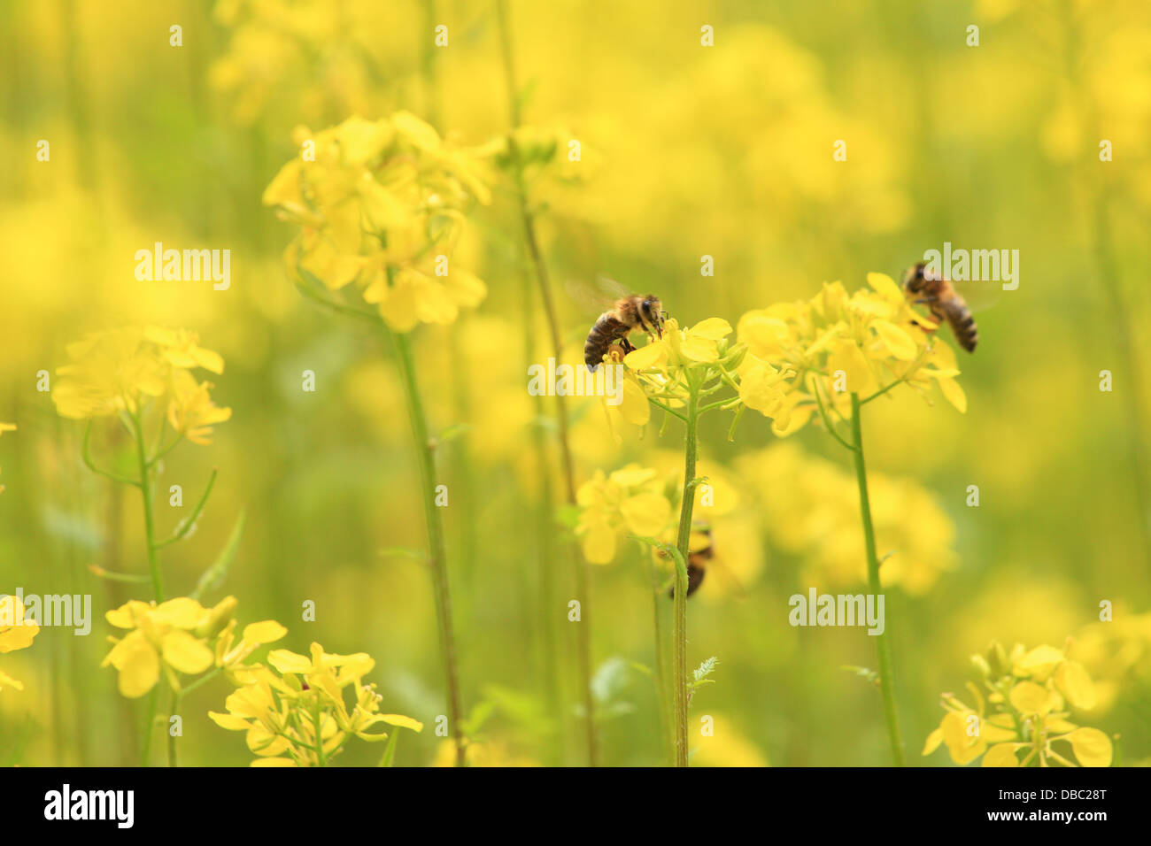 Il miele europeo api (Apis mellifera) raccogliere il nettare sui fiori di senape bianca piante(Sinapis alba). Foto Stock