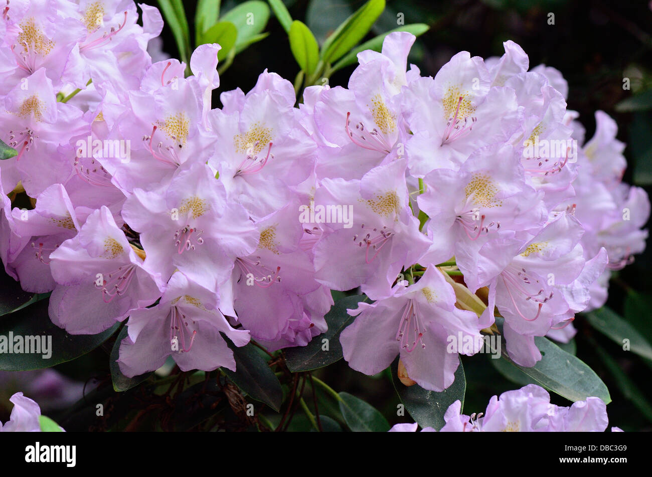 Viola chiaro viola Rhododendron Allah blossom Foto Stock