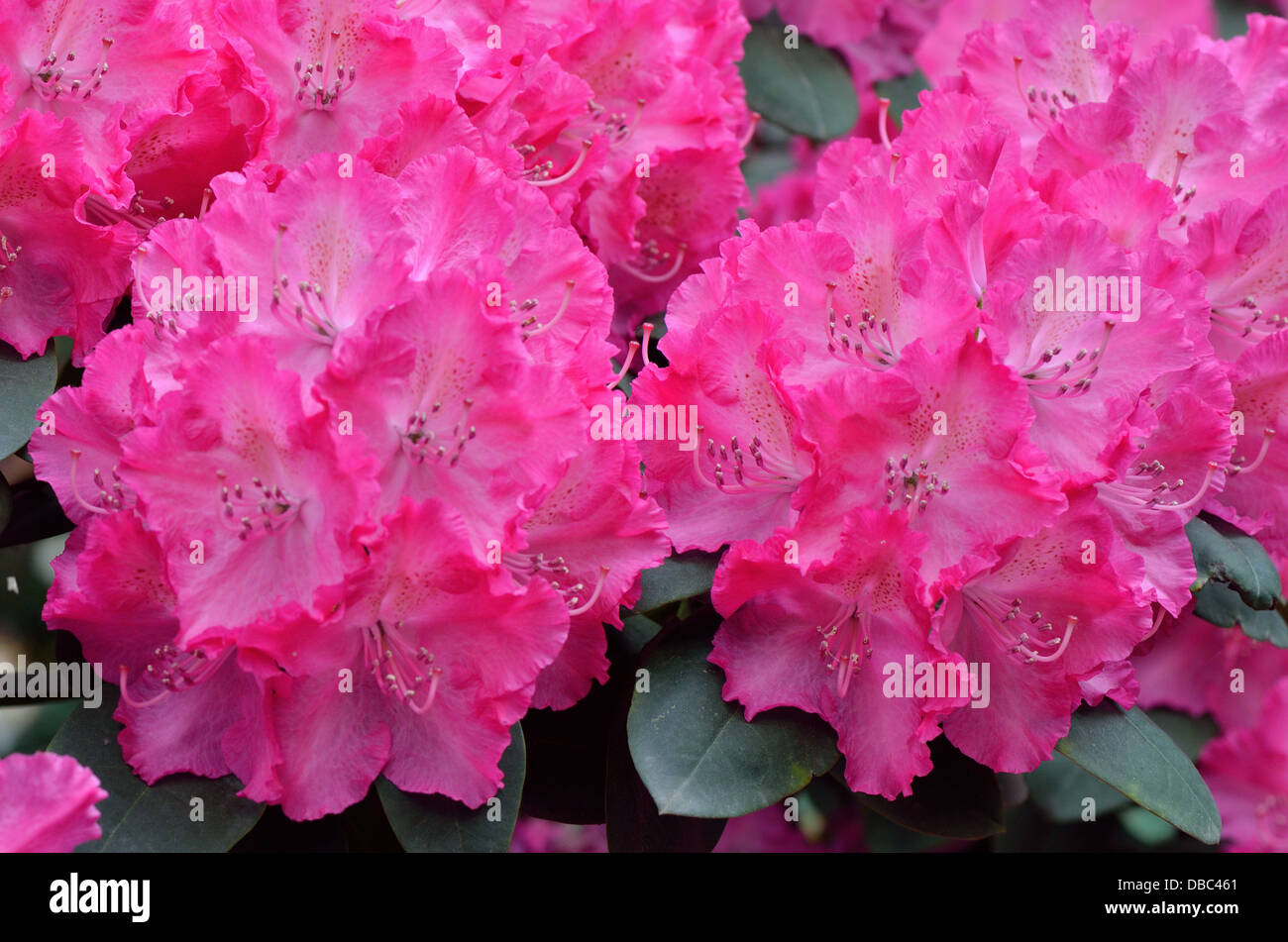 Rosa viola ricca Rhododendron Germania blossom Foto Stock