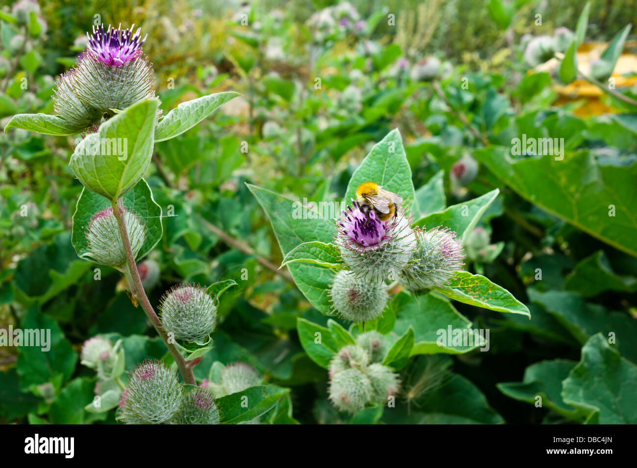 Arctium lappa, comunemente chiamato maggiore bardana Foto Stock