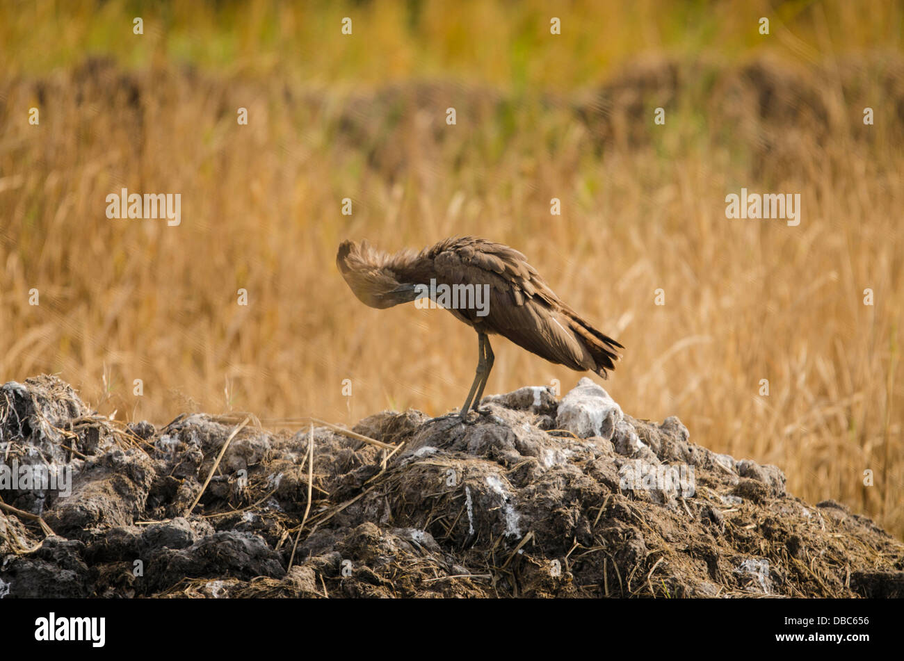 Hamerkop (Scopus umbretta) preening Kotu creek Gambia Africa occidentale Foto Stock