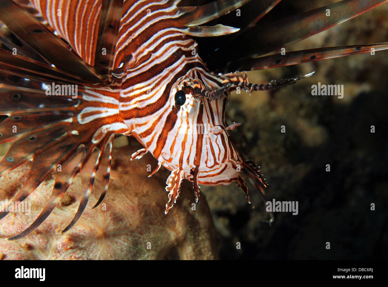 Close-up di un Leone comune (pterois volitans), South Male Atoll, Maldive Foto Stock