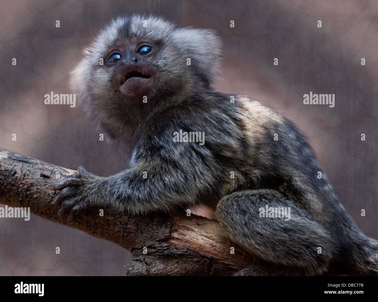 Comune (Marmoset callithrix jacchus) capretti Foto Stock