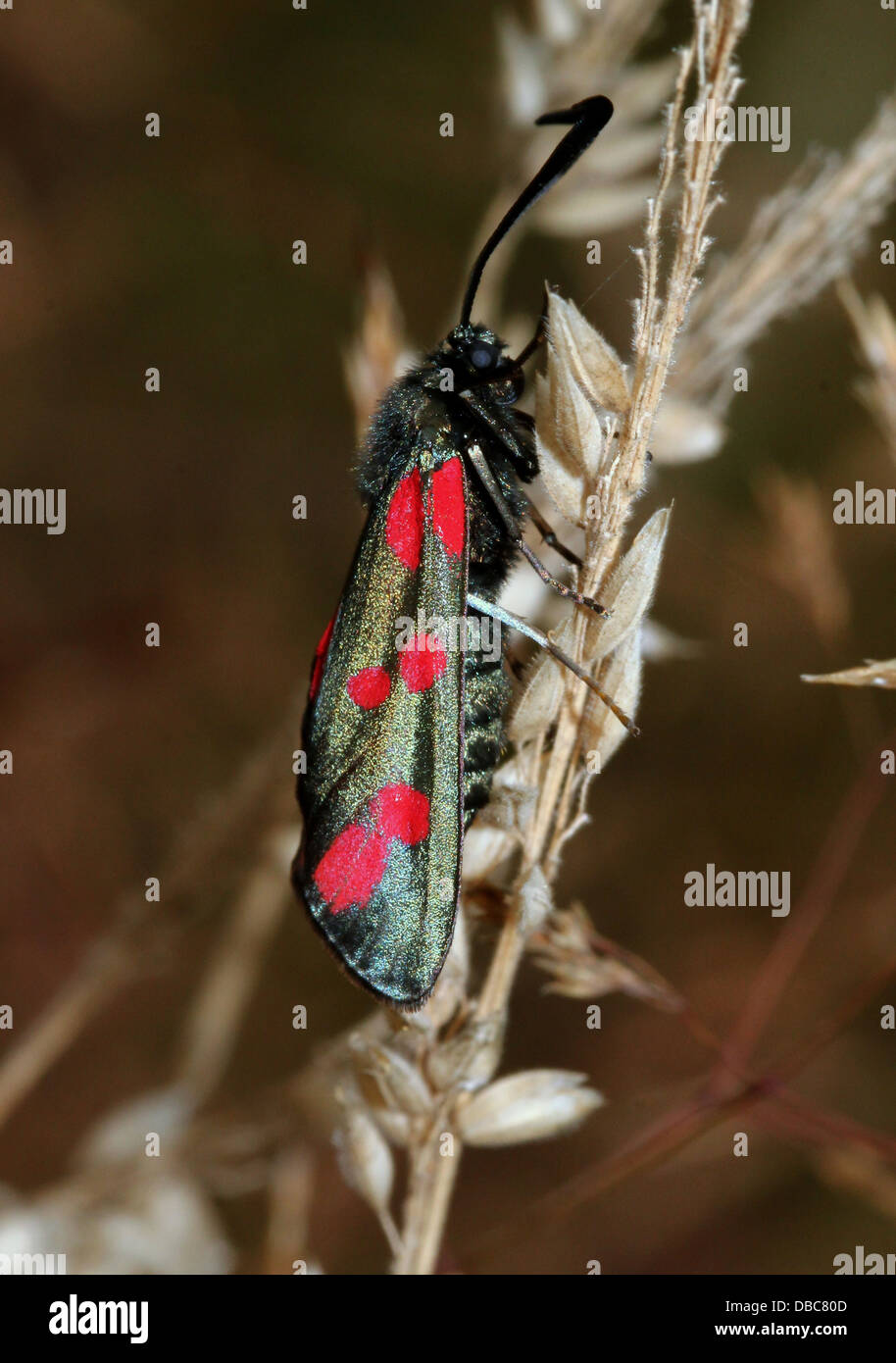 Sei-spot Burnett (Zygaena filipendulae) in posa su varie specie di fiori e piante Foto Stock