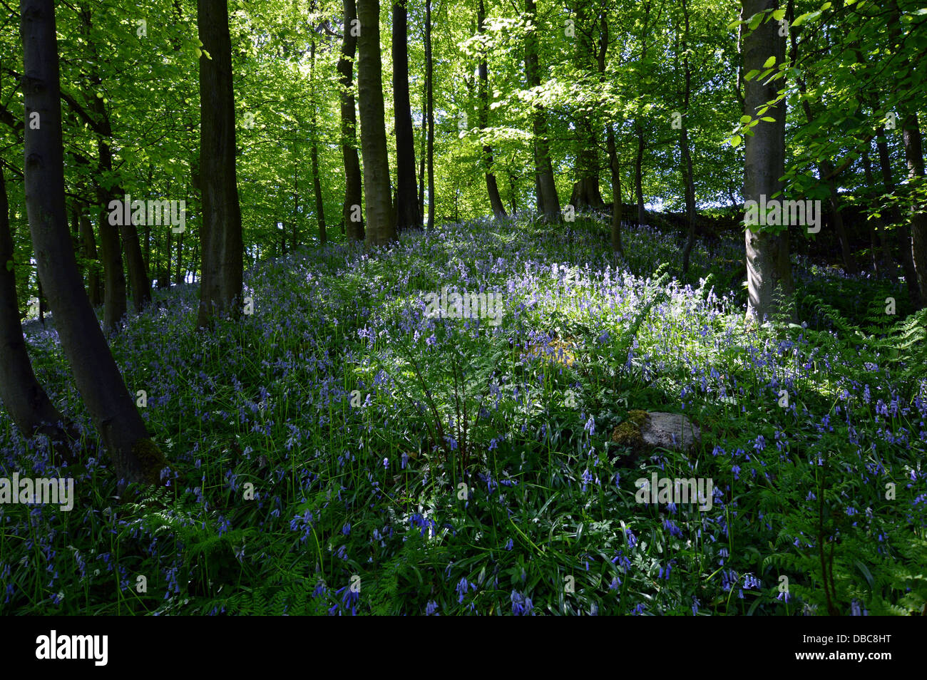 Bluebells & alberi in 'hotel Astrid parte di legno del Dales Modo lunga distanza sentiero Wharfedale Yorkshire Foto Stock