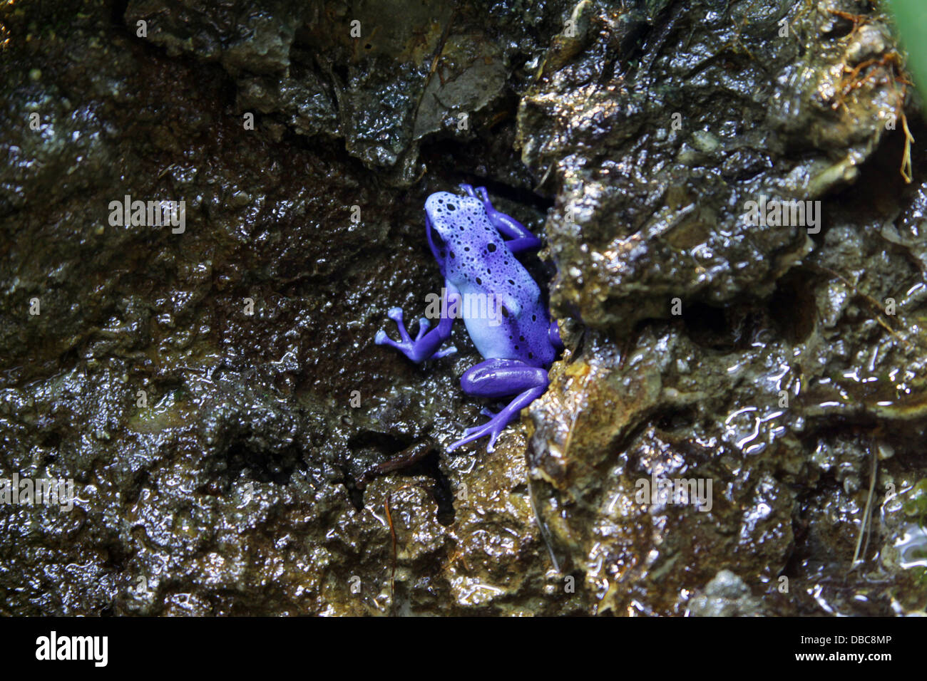 Blue poison dart frog Foto Stock