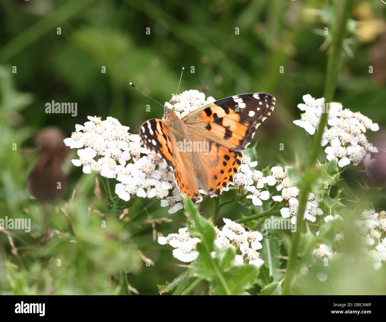 Macro dettagliata di un dipinto di Lady-butterfly (vanessa Cardui o cosmopolita) foraggio su una varietà di fiori (80 immagini in tutto) Foto Stock