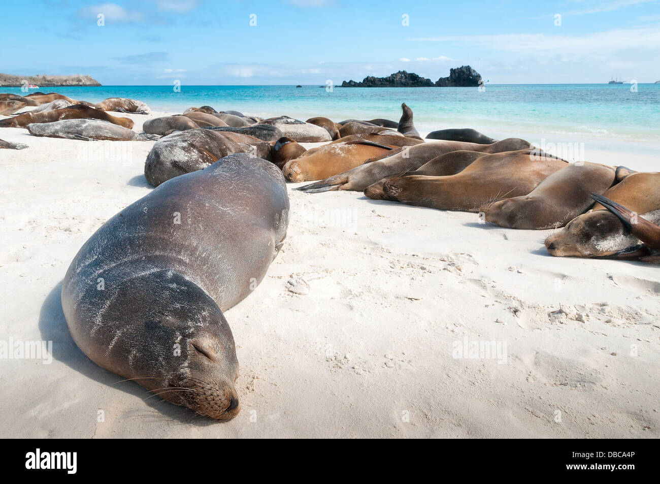 All'Isola Espanola Galapagos con molti i leoni di mare dormire su di una spiaggia. Foto Stock