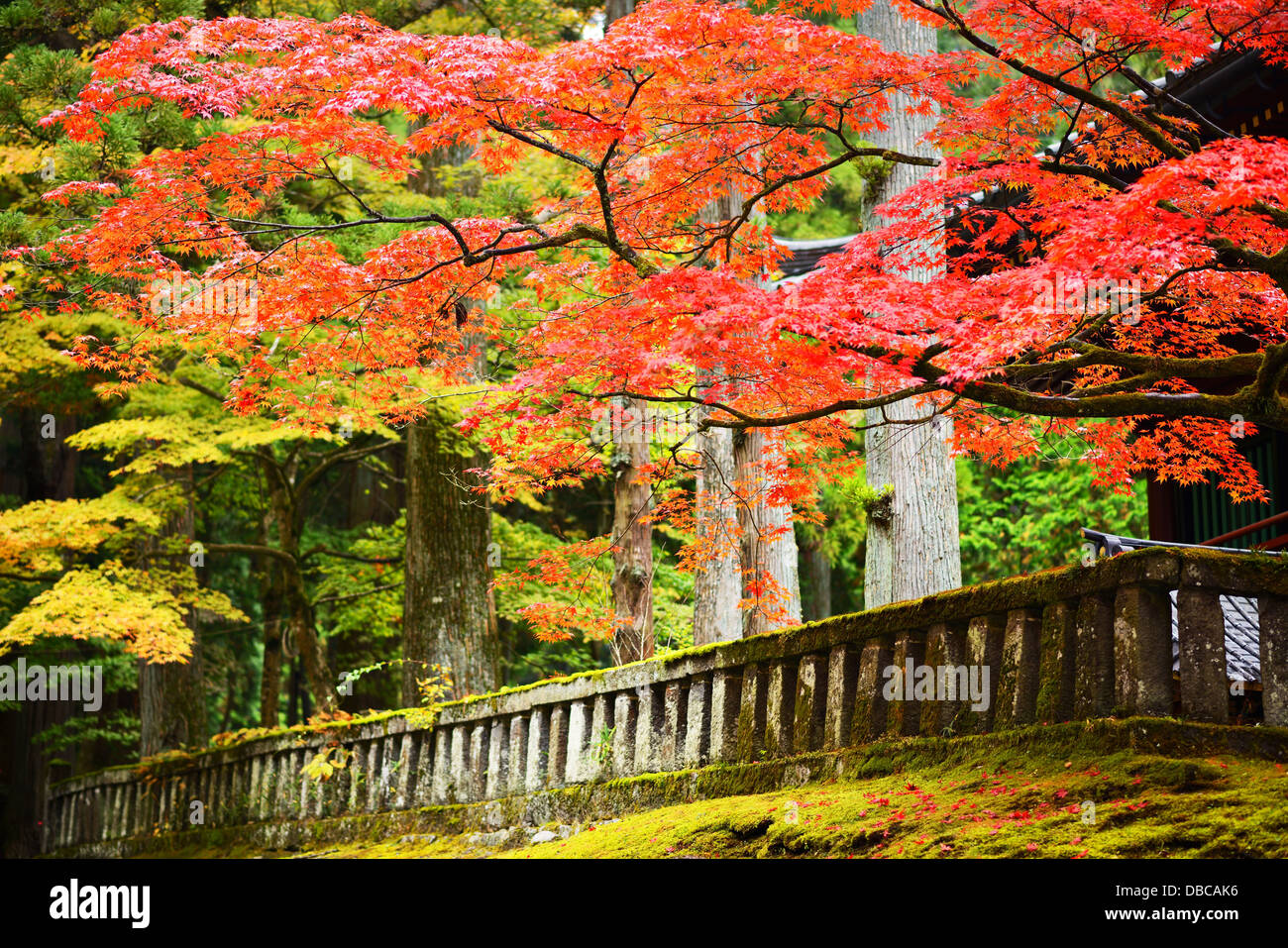 Il fogliame di autunno in Nikko, Giappone. Foto Stock
