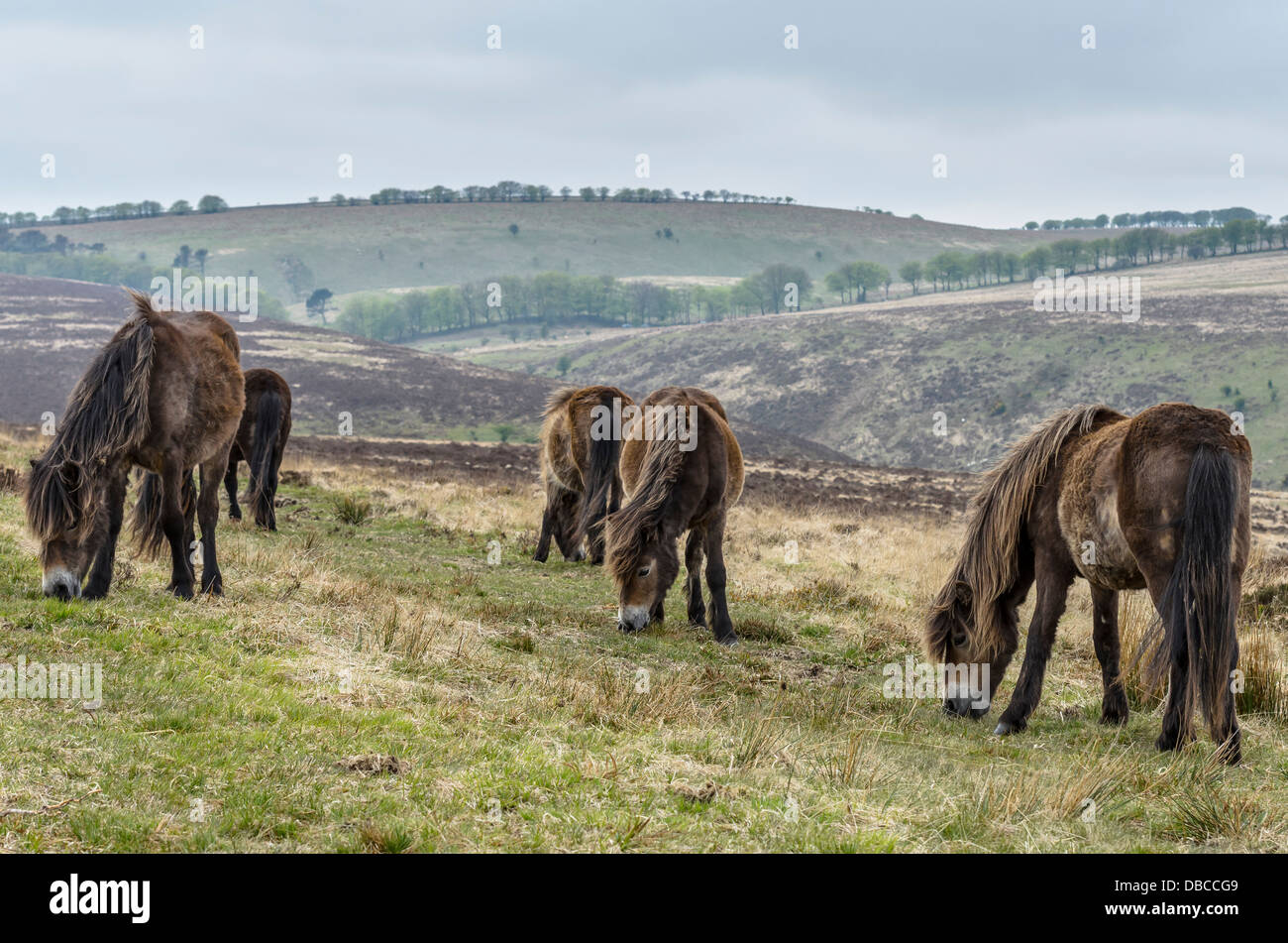 Exmoor pony su Exmoor Foto Stock