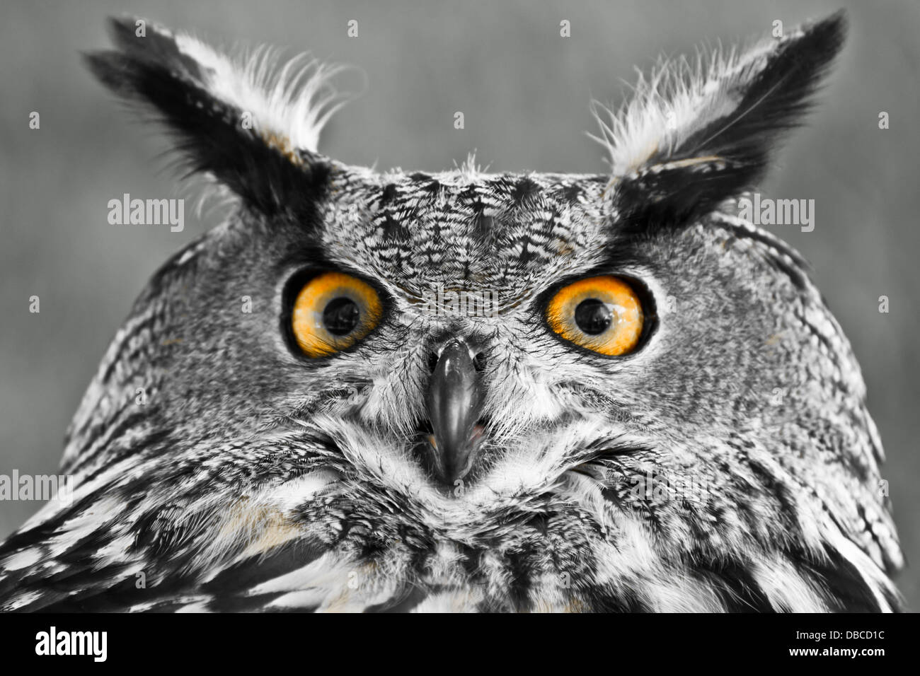 Scary close-up di un gufo reale Foto Stock