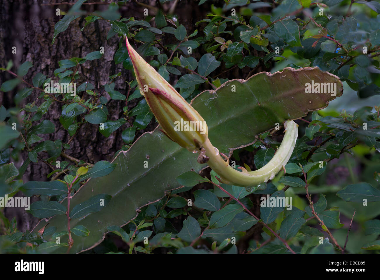 Notte-blooming Cereus Foto Stock