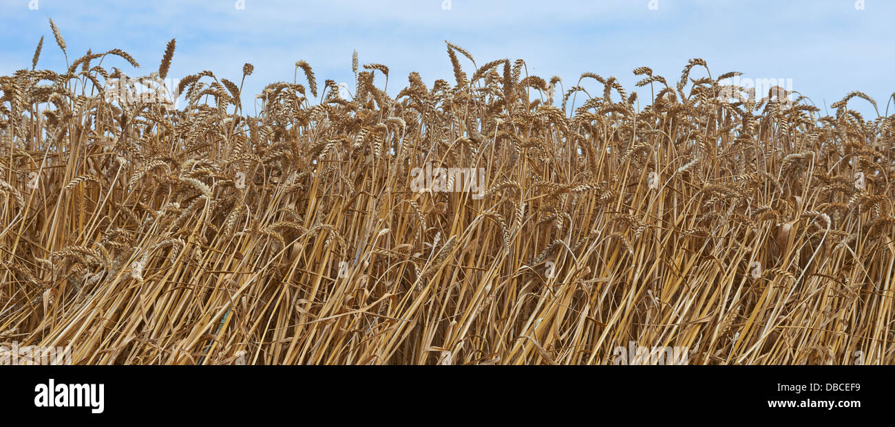 Golden gli steli di grano Foto Stock
