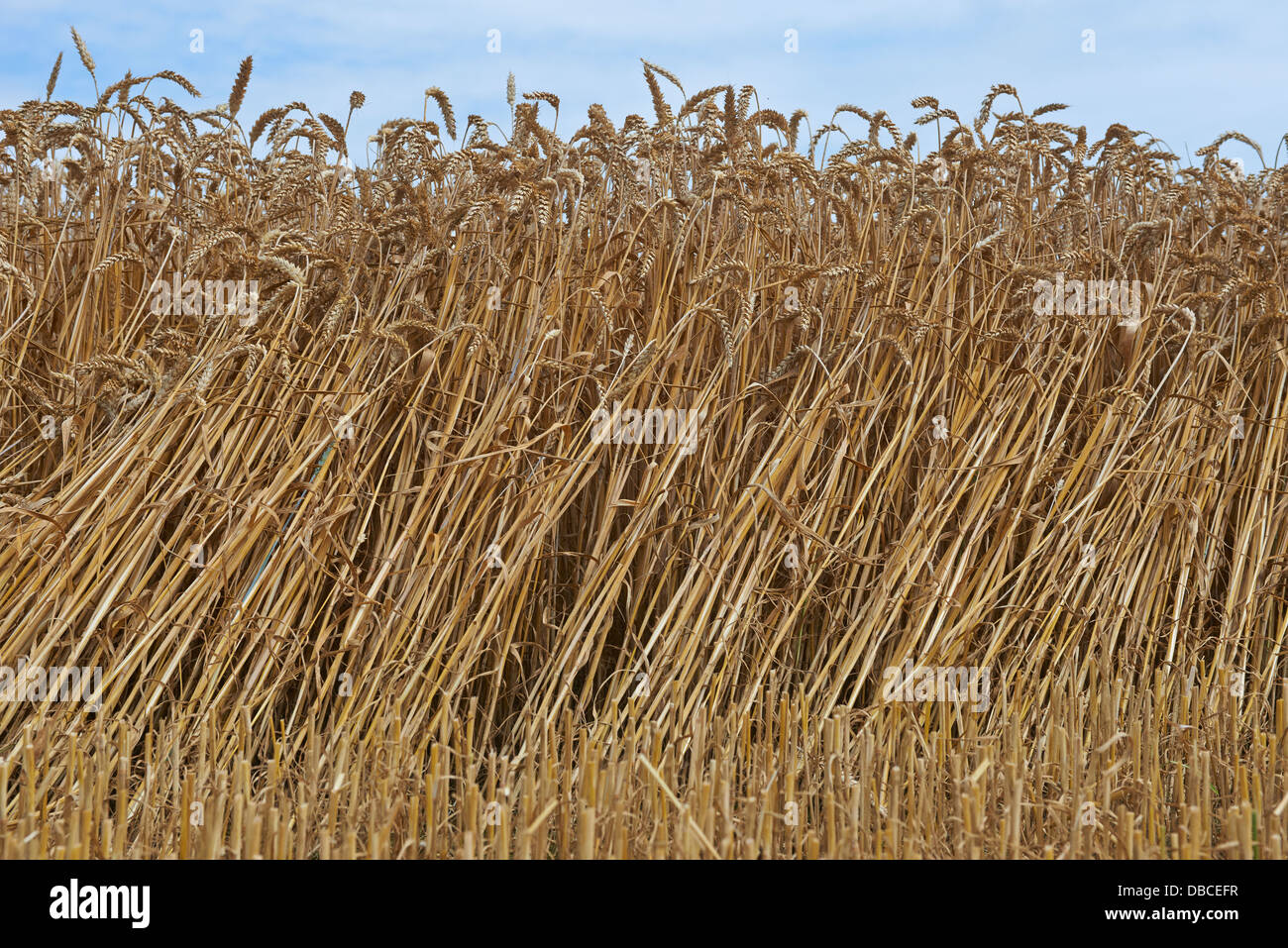 Golden gli steli di grano Foto Stock