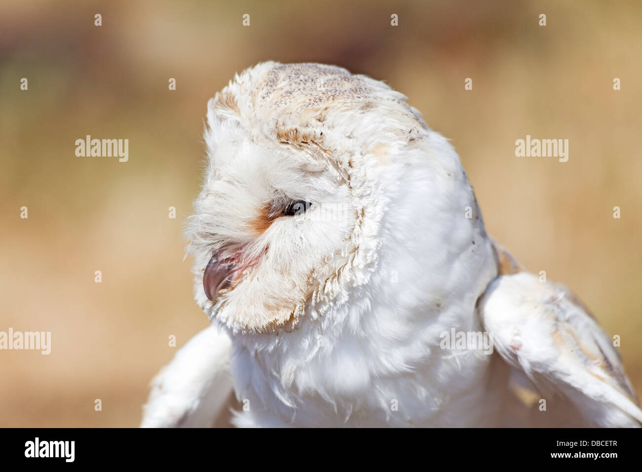 Testa di bianco barbagianni, Tyto alba, guardando dal lato alla sua destra Foto Stock