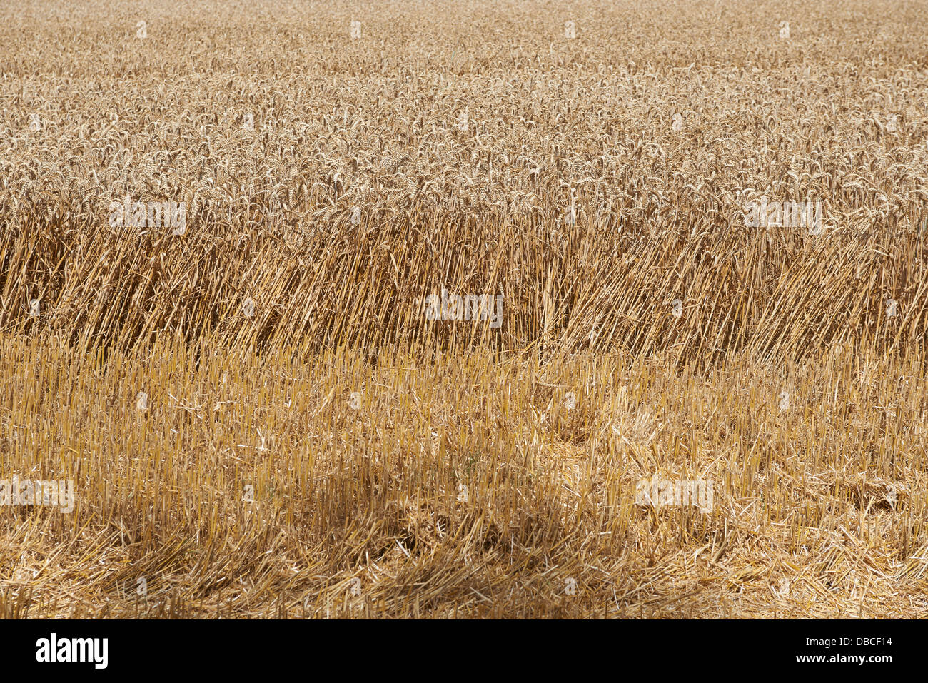 Golden gli steli di grano Foto Stock