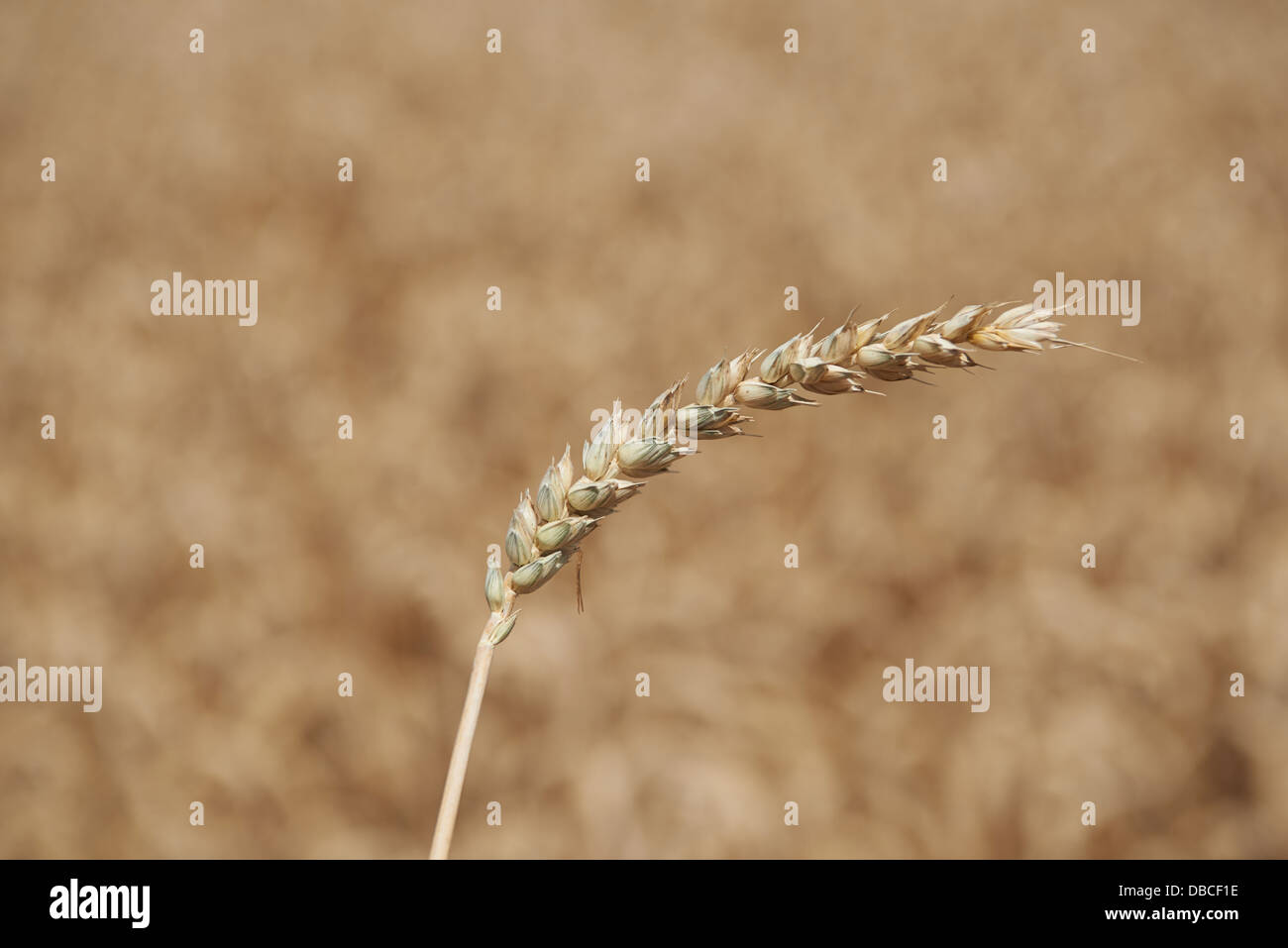 Golden gli steli di grano vicino fino Foto Stock
