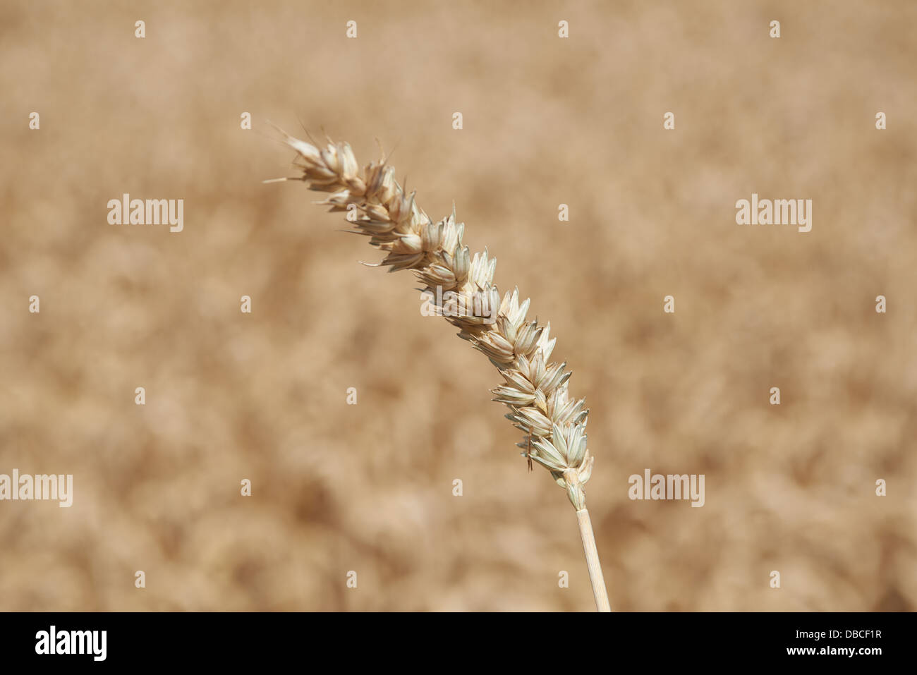Golden gli steli di grano vicino fino Foto Stock