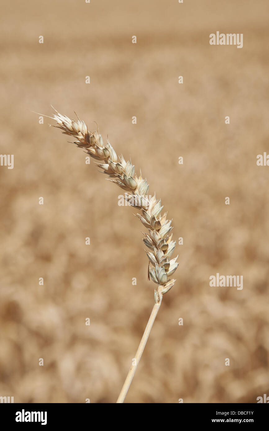 Golden gli steli di grano vicino fino Foto Stock