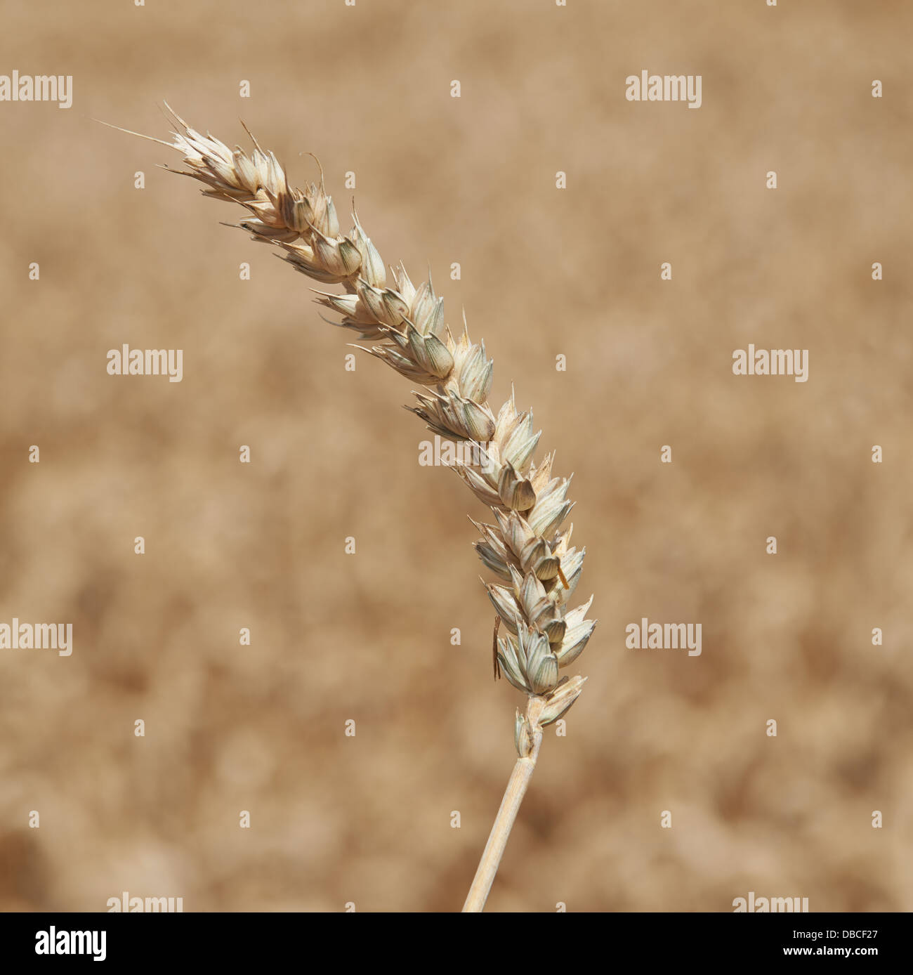 Golden gli steli di grano vicino fino Foto Stock